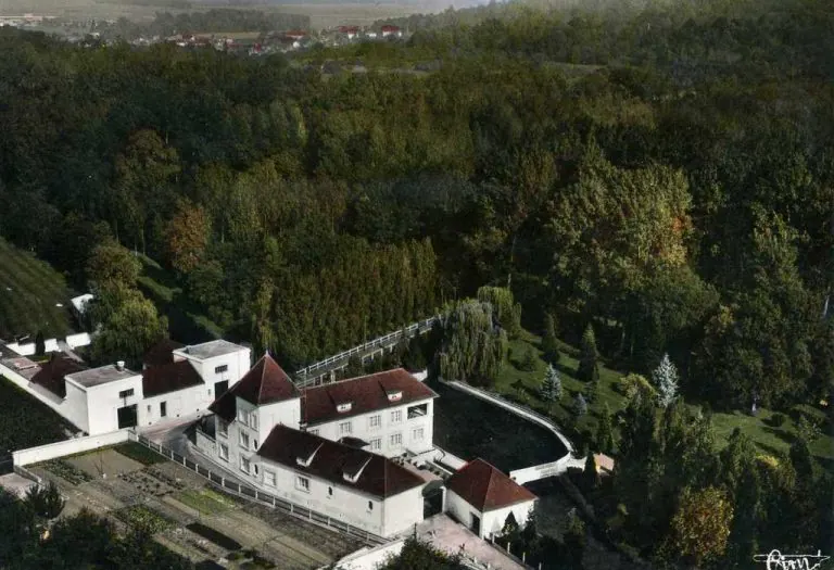Les jeunes arbres du parc